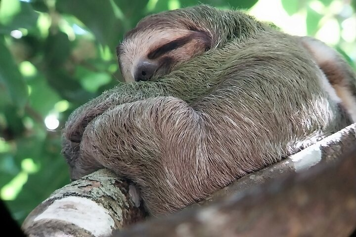 three-toed sloth